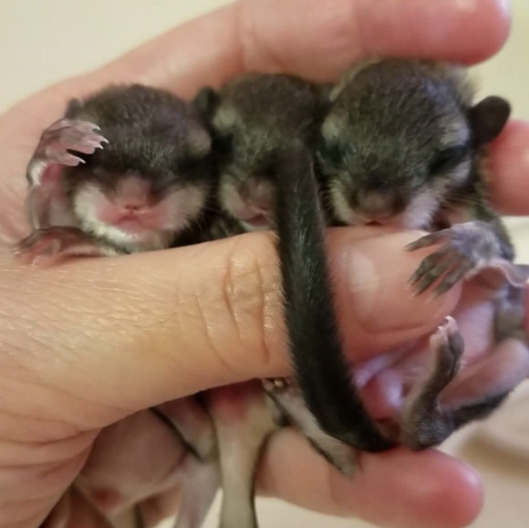 Meet your Posher, Mikat - Picture 3 of 6